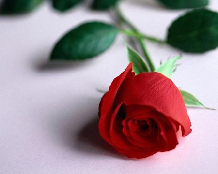 rosa roja
